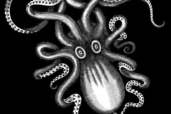 Kraken kraken dark link