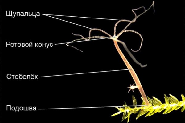 Кракен зеркало на сегодня