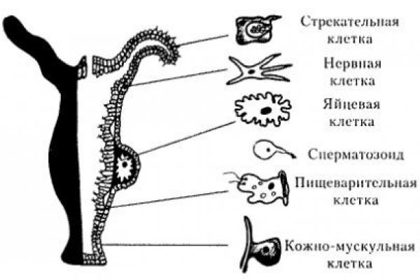 Кракен сайт ссылка тор браузере
