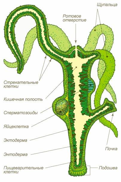 Как попасть на кракен